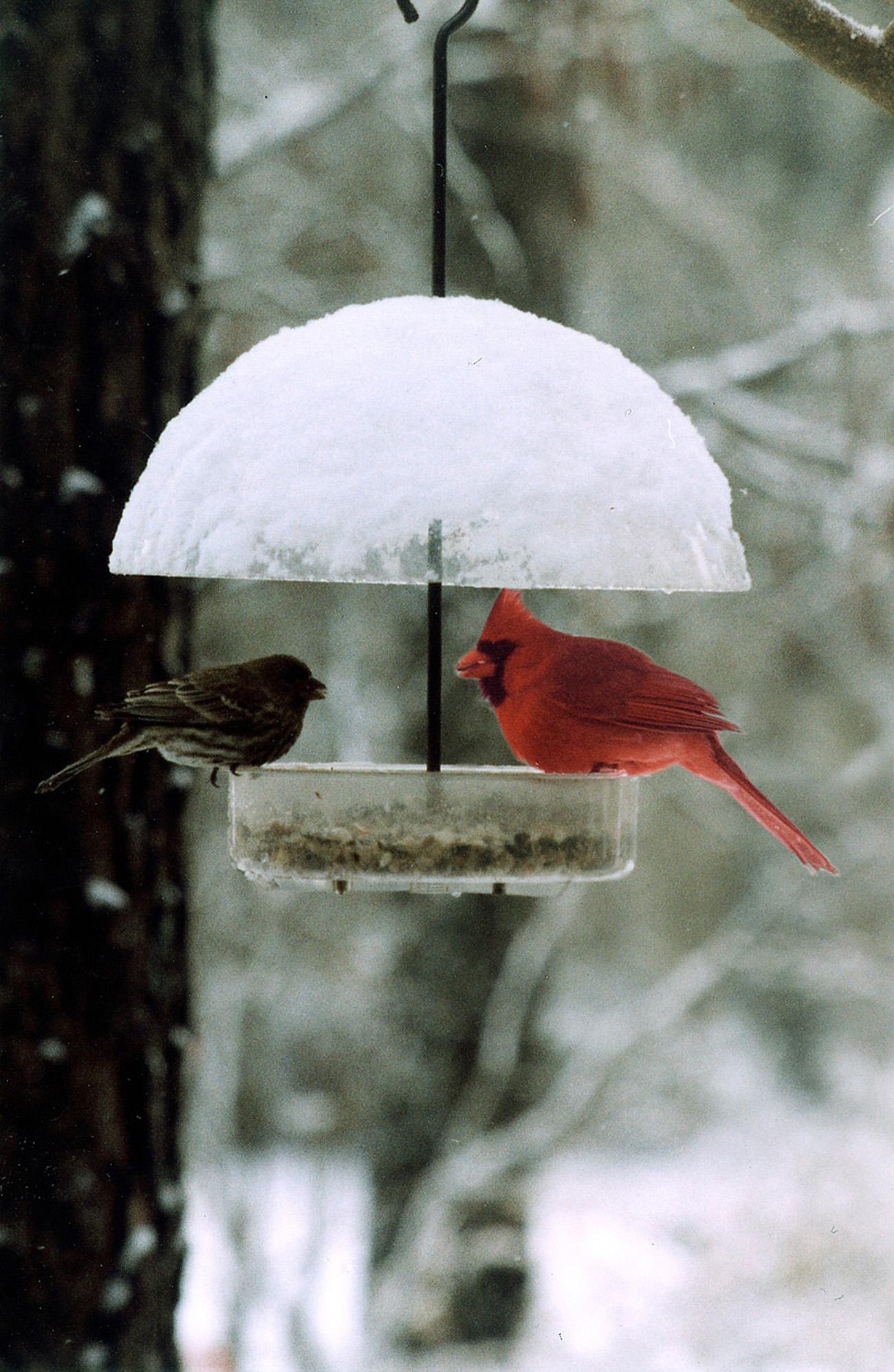To Feed or Not to Feed the Birds in Cold Weather