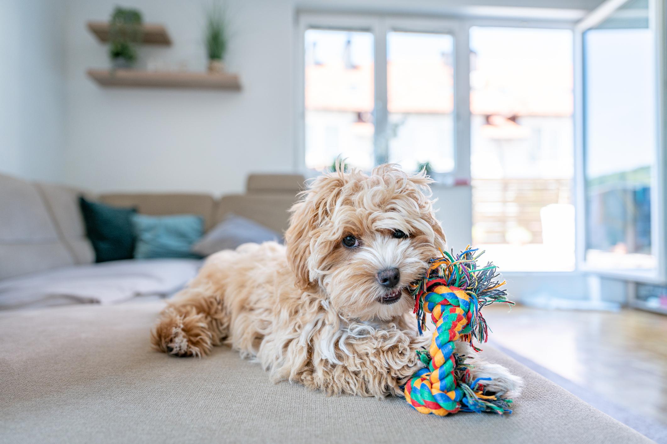 Hot New Pet Products for Your Furry Best Friend