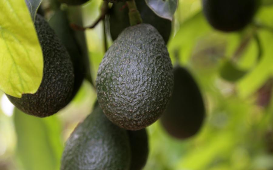 IT’S CALIFORNIA AVOCADO SEASON! HERE ARE FIVE THINGS YOU SHOULD KNOW