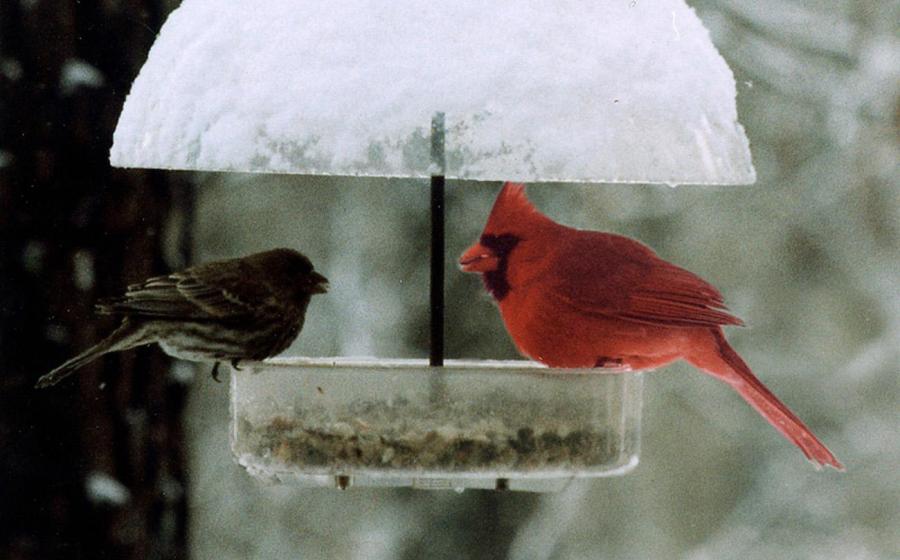 To Feed or Not to Feed the Birds in Cold Weather