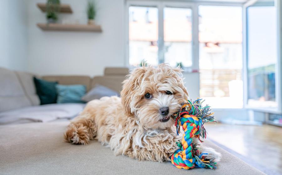 Hot New Pet Products for Your Furry Best Friend