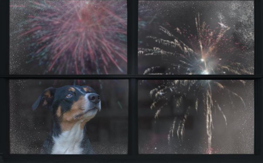 Fireworks Pet Safety: Helping Dogs and Cats Stay Calm This Summer