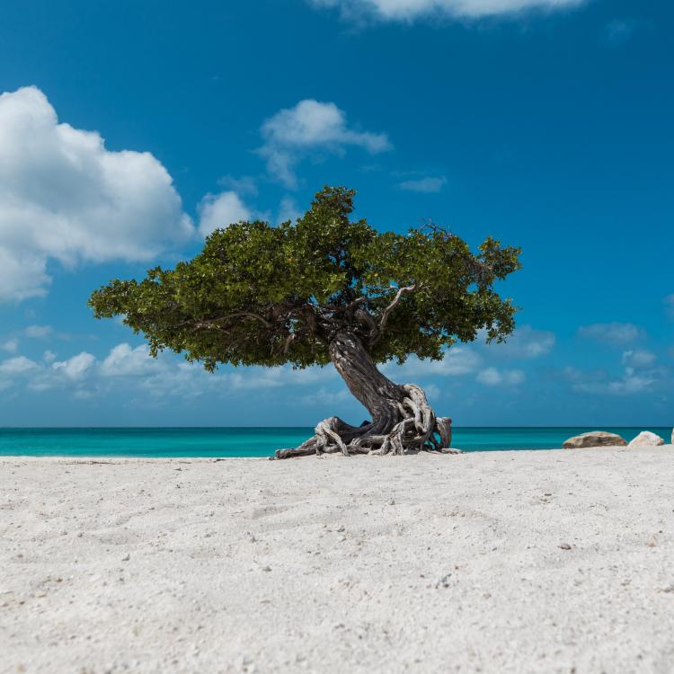 Escape to Aruba with Limited-Time Black Friday Deals