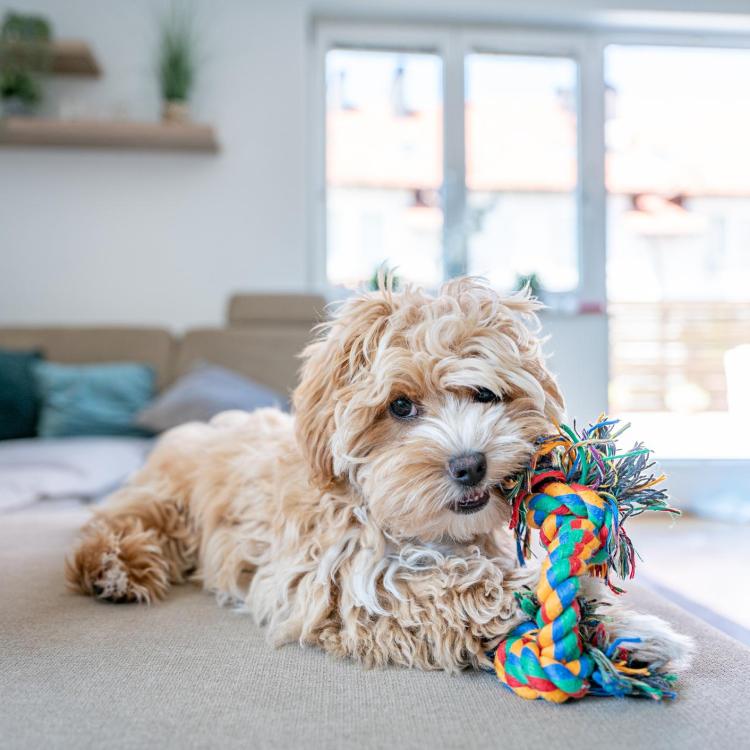 Hot New Pet Products for Your Furry Best Friend